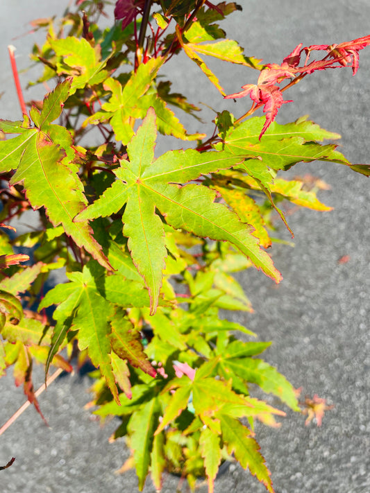 Bilde av Acer palm. 'Pevé Chameleon'-Spanne Plantesalg