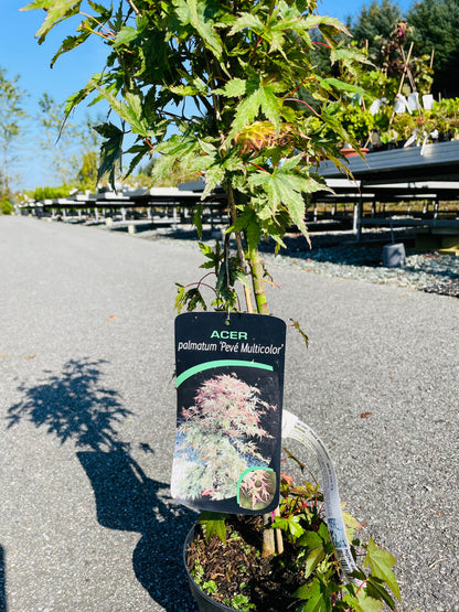Bilde av Acer palm. 'Pevé Multicolor'-Spanne Plantesalg