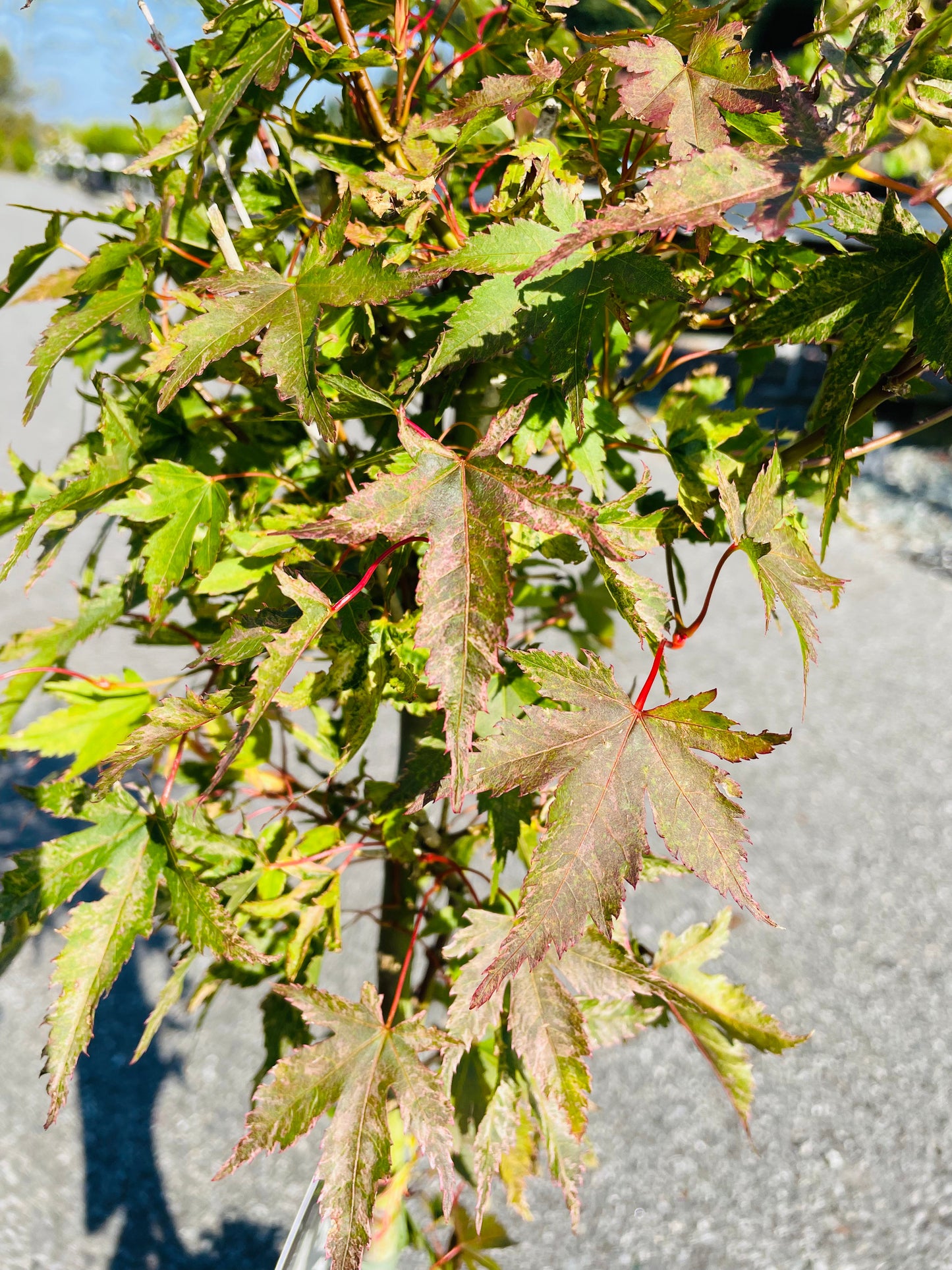 Bilde av Acer palm. 'Pevé Multicolor'-Spanne Plantesalg