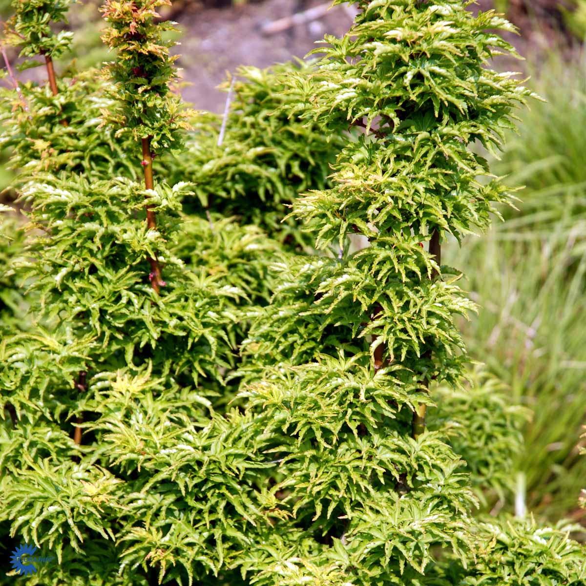 Bilde av Acer palm. 'Shishigashira'-Spanne Plantesalg