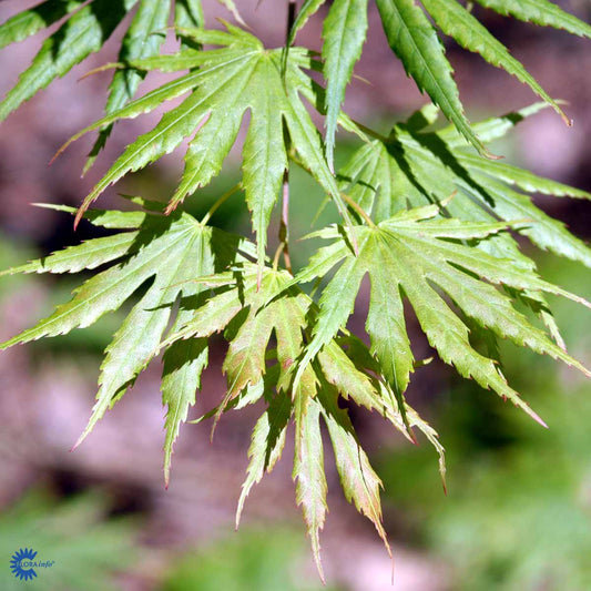 Bilde av Acer palmatum 'Shishigashira'-Spanne Plantesalg