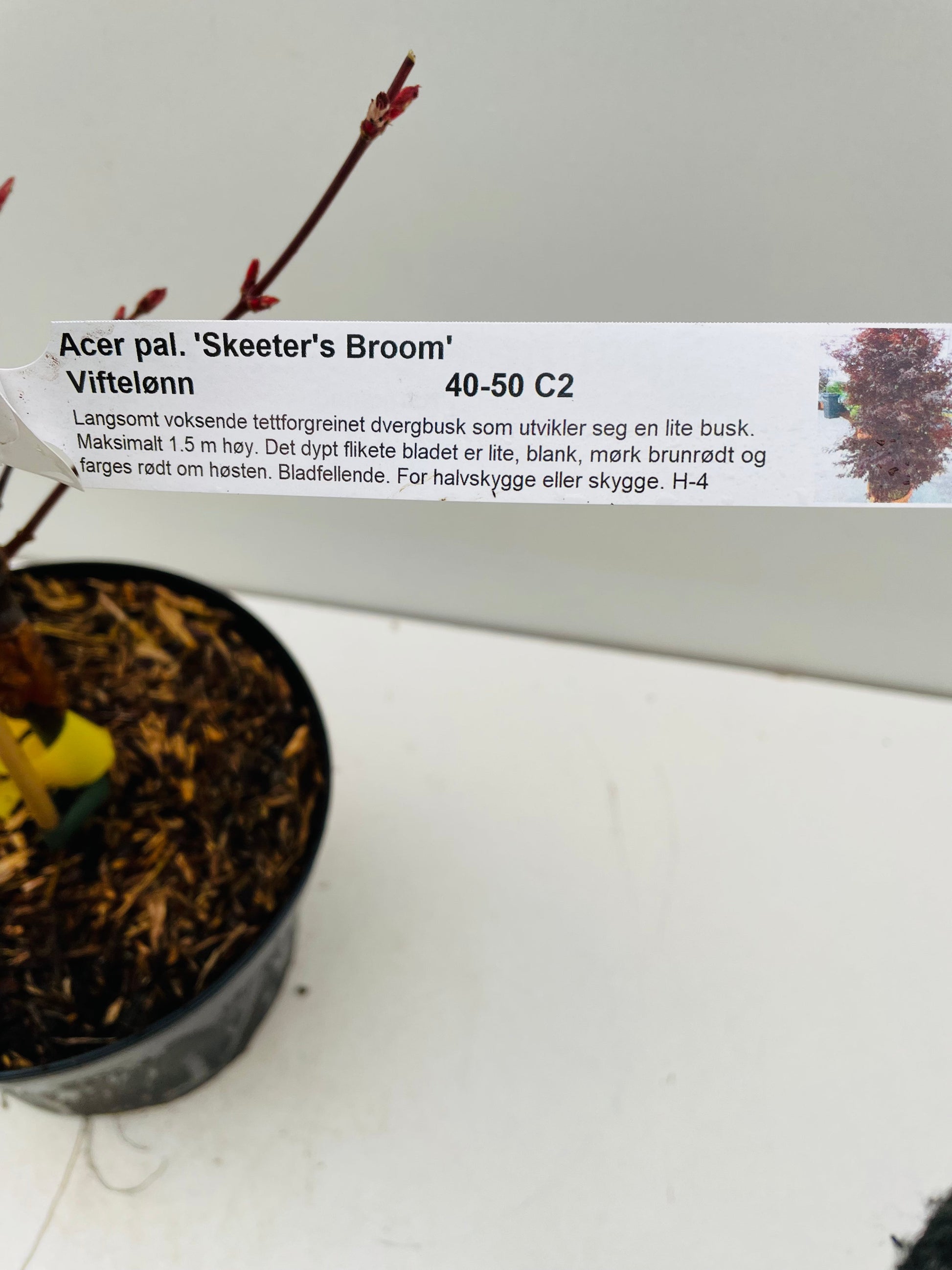 Bilde av Acer palm. 'Skeeter's Broom'-Spanne Plantesalg