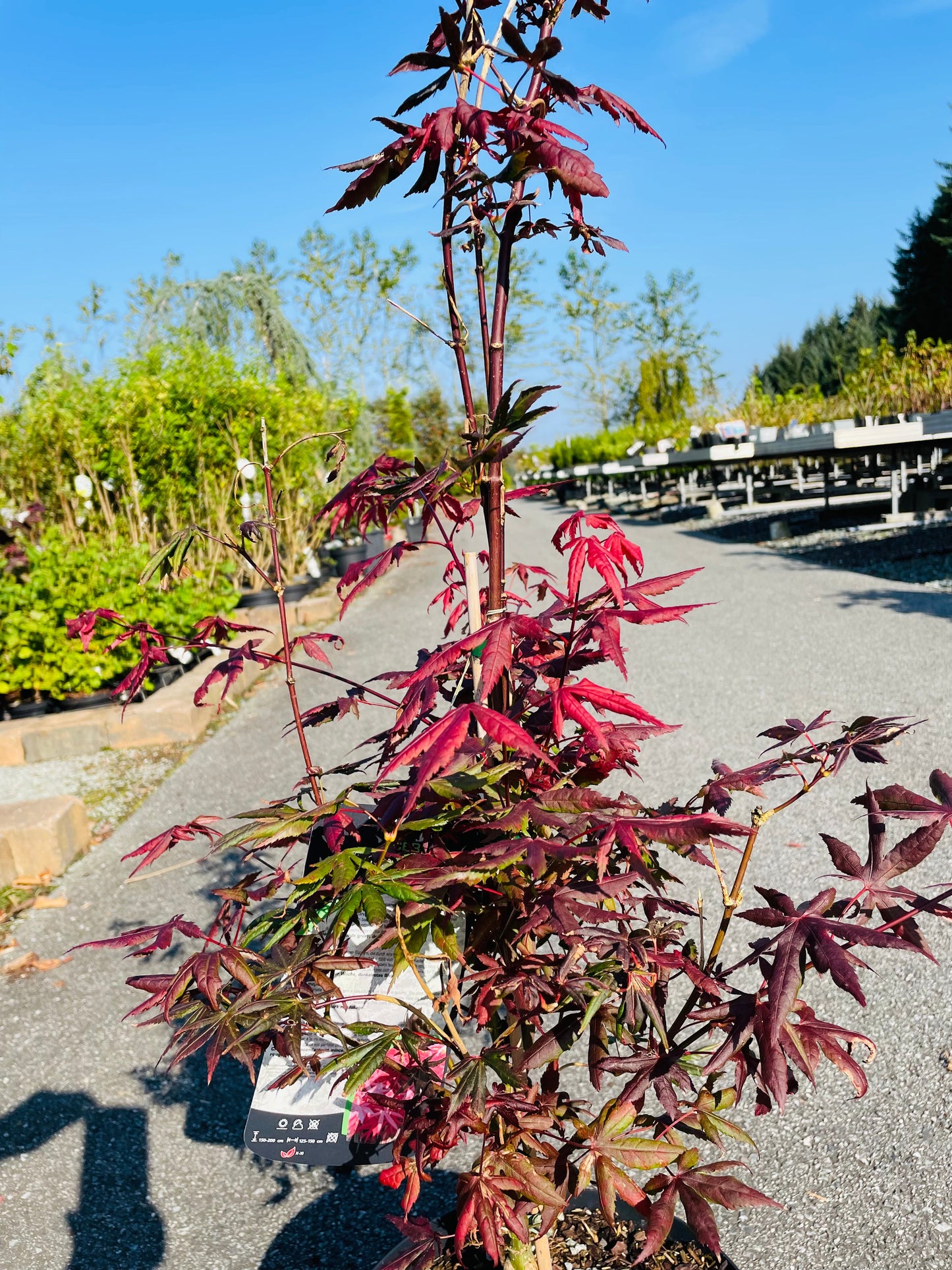 Bilde av Acer palm. 'Starfish'-Spanne Plantesalg