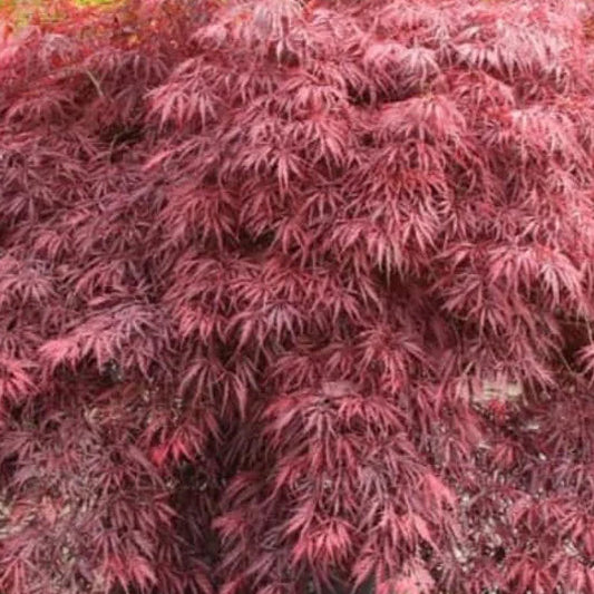 Bilde av Acer palmatum 'Dragon Tears'-Spanne Plantesalg