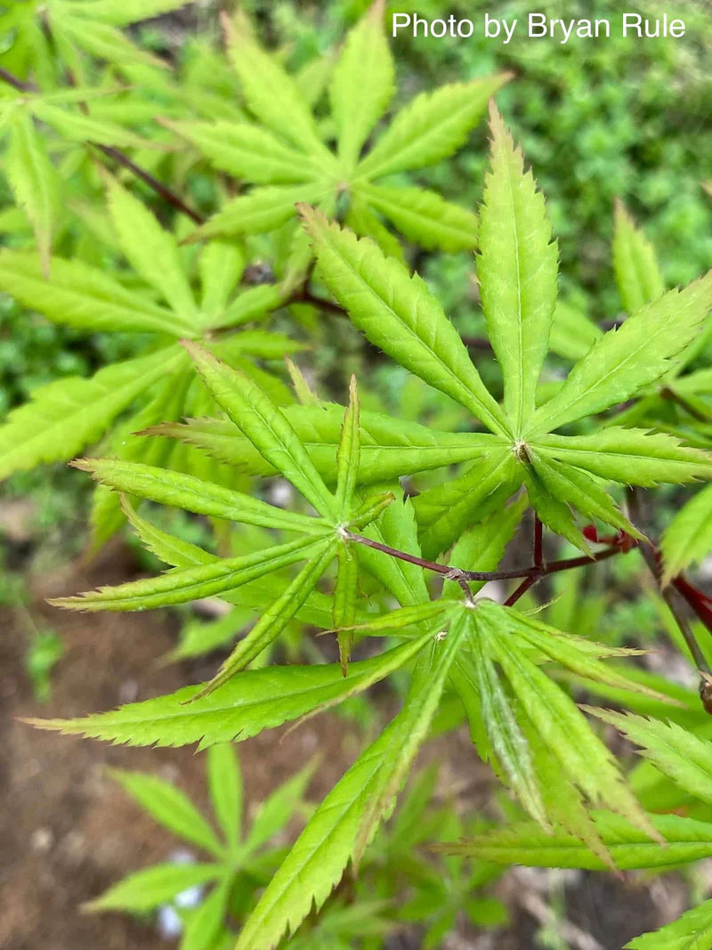 Bilde av Acer palmatum 'Emerald Isle'-Spanne Plantesalg