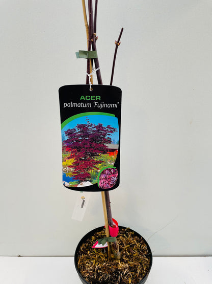 Bilde av Acer palm. 'Fujinami'-Spanne Plantesalg