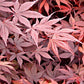 Bilde av Acer palmatum 'Fujinami'-Spanne Plantesalg