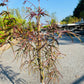 Bilde av Acer palmatum 'Hubb's Red Willow'-Spanne Plantesalg