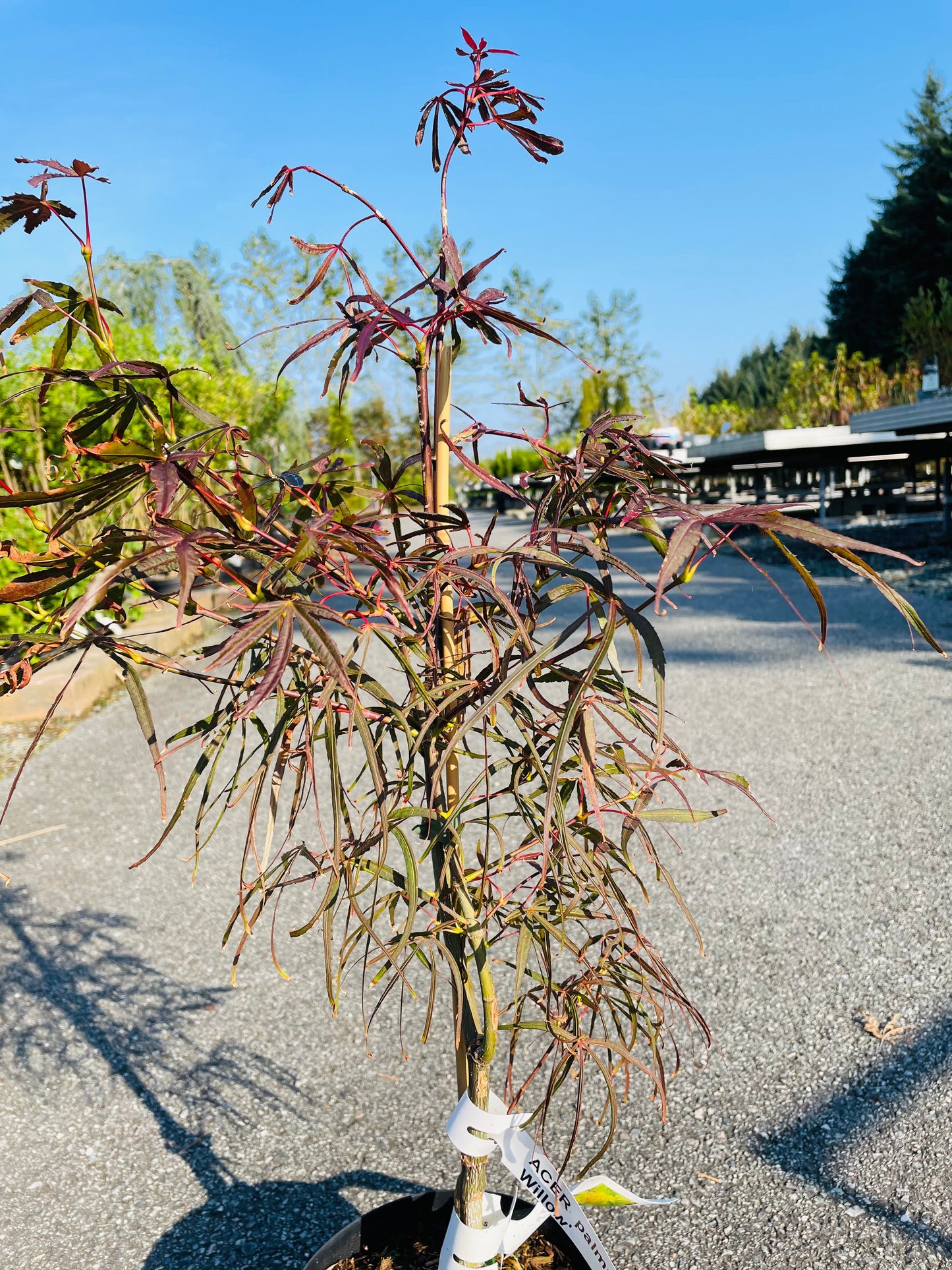 Bilde av Acer palmatum 'Hubb's Red Willow'-Spanne Plantesalg