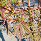 Bilde av Acer palmatum 'Hubb's Red Willow'-Spanne Plantesalg