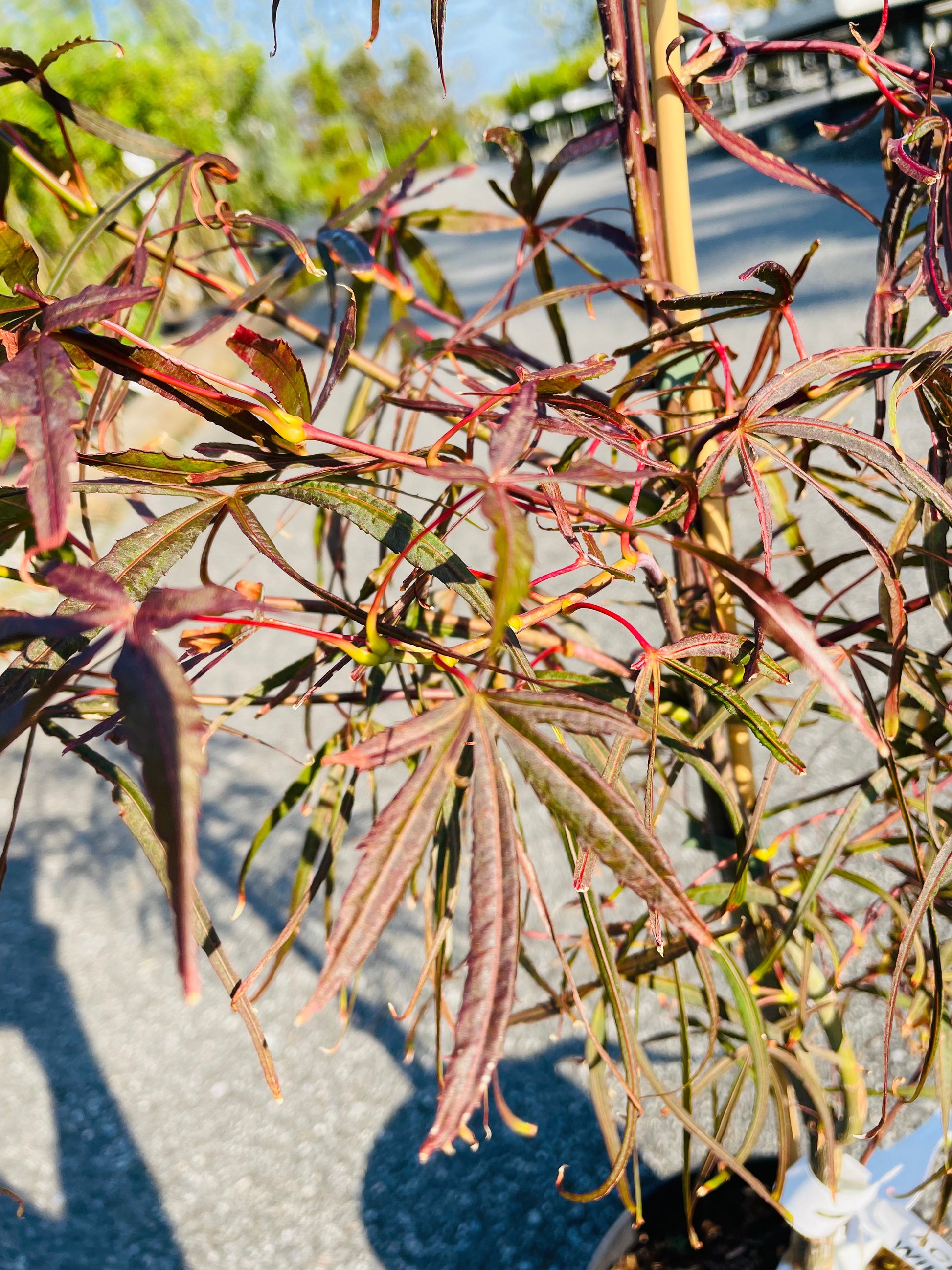 Bilde av Acer palmatum 'Hubb's Red Willow'-Spanne Plantesalg