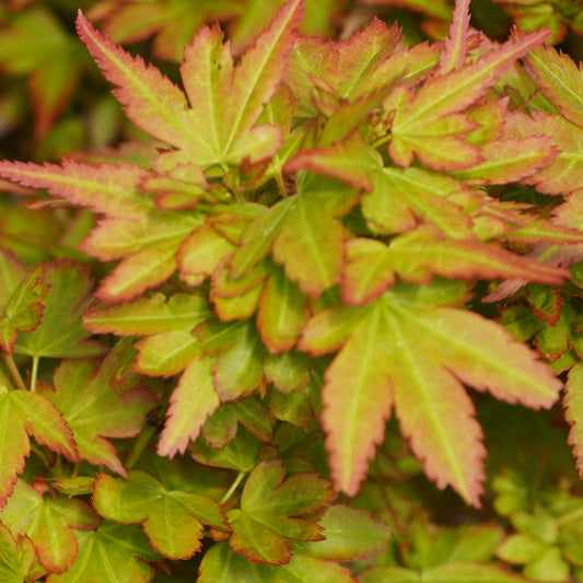 Bilde av Acer palmatum ´Koto maru´-Spanne Plantesalg