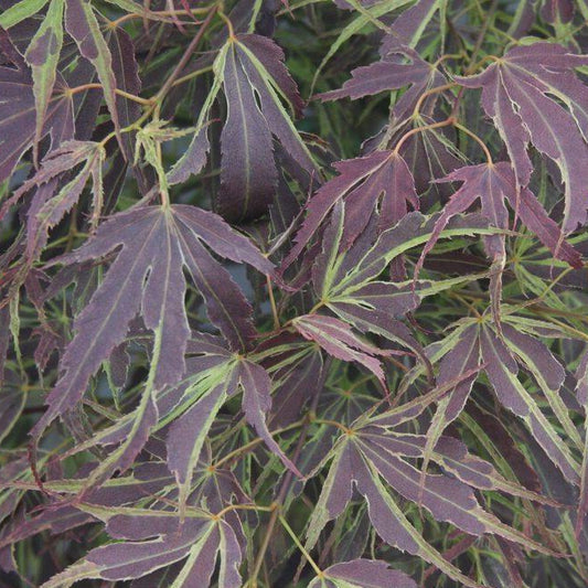 Bilde av Acer palmatum 'Manyo no sato'-Spanne Plantesalg