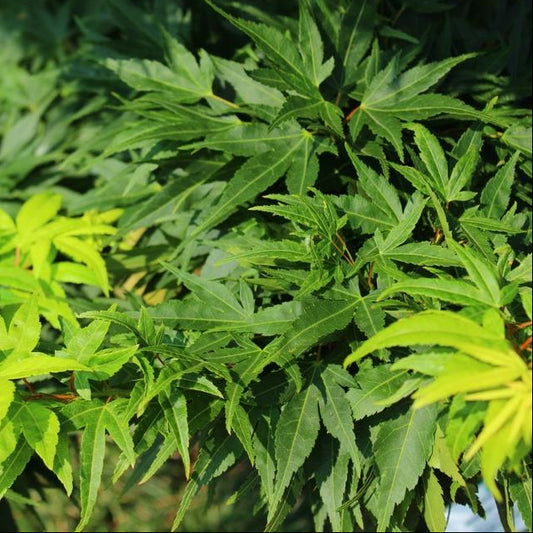 Bilde av Acer palmatum 'Mikawa yatsubusa'-Spanne Plantesalg