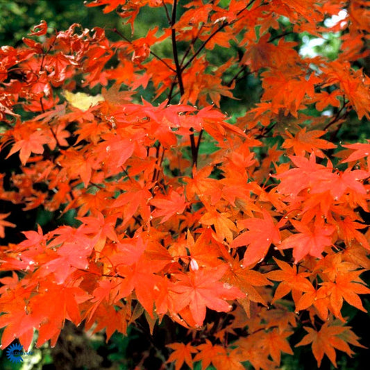 Bilde av ACER PALMATUM OSAKAZUKI-Spanne Plantesalg