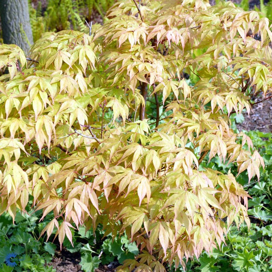 Bilde av ACER PALMATUM OSAKAZUKI-Spanne Plantesalg