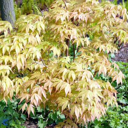 Bilde av ACER PALMATUM OSAKAZUKI-Spanne Plantesalg