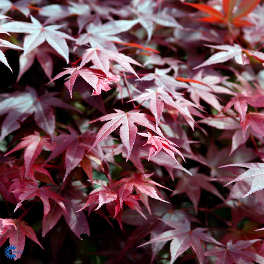 Bilde av Acer palmatum 'Pevé Ollie' ®-Spanne Plantesalg