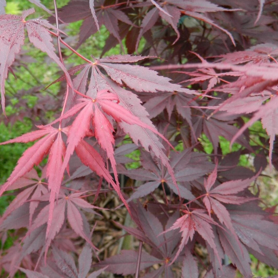Bilde av Acer palmatum 'Pévé Stanley'-Spanne Plantesalg