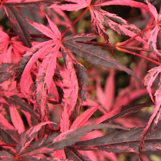 Bilde av Acer palmatum 'Rainbow'-Spanne Plantesalg