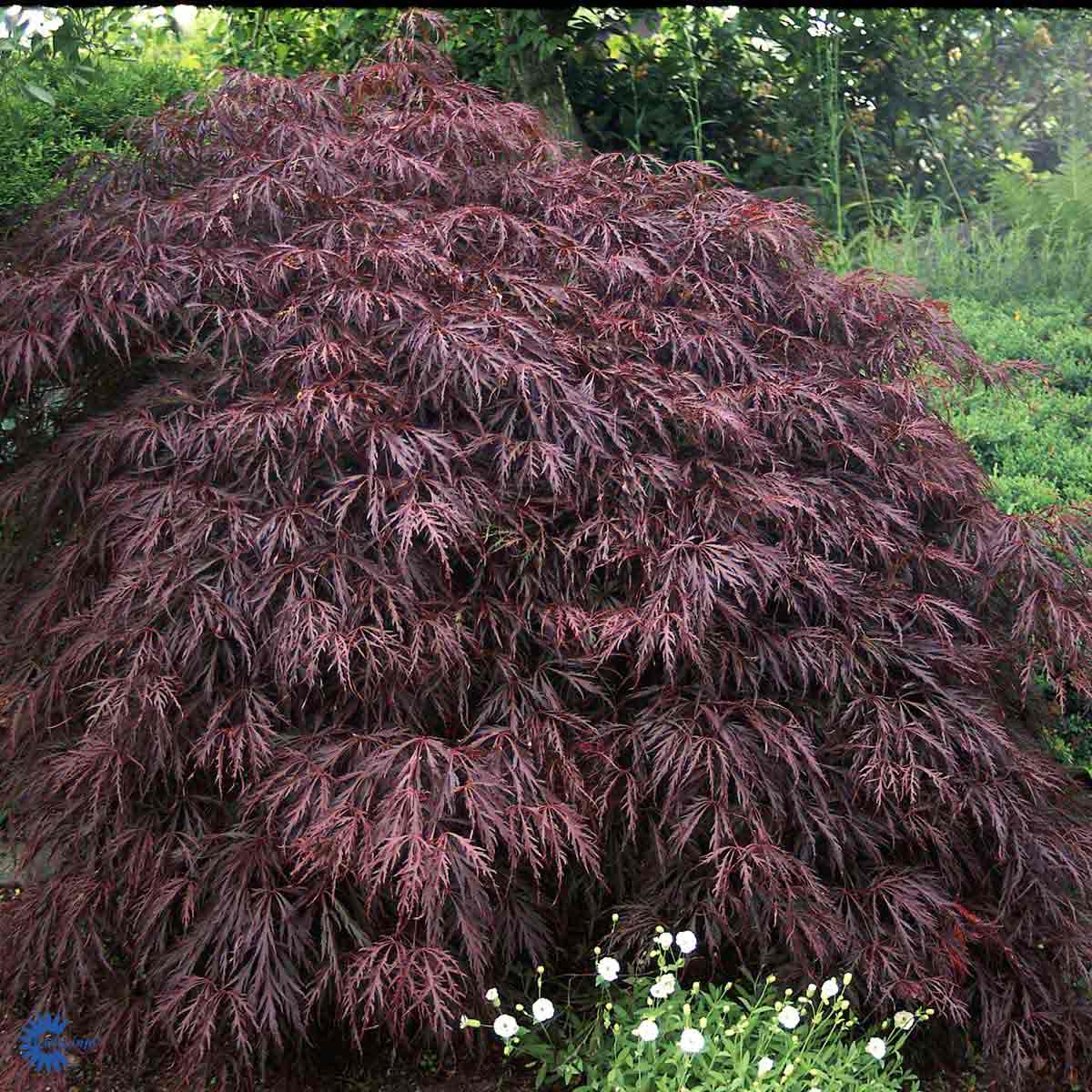 Bilde av Acer palmatum 'Red Feathers'-Spanne Plantesalg