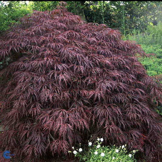 Bilde av Acer palmatum 'Red Feathers'-Spanne Plantesalg