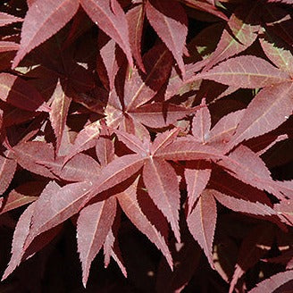 Bilde av Acer palmatum 'Rhode Island Red’-Spanne Plantesalg