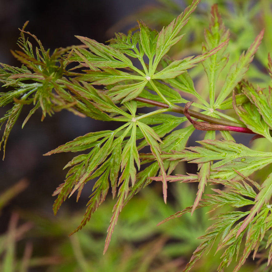 Bilde av Acer palm. 'Seiryu'-Spanne Plantesalg