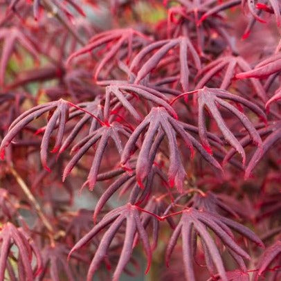 Bilde av Acer palmatum 'Starfish' ®-Spanne Plantesalg