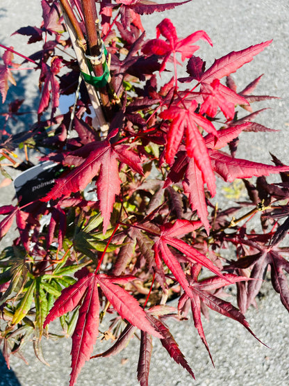 Bilde av Acer palm. 'Starfish'-Spanne Plantesalg