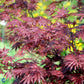 Bilde av Acer palmatum 'Trompenburg'-Spanne Plantesalg