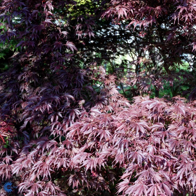 Bilde av Acer palmatum 'Trompenburg'-Spanne Plantesalg