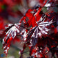 Bilde av Acer plat. 'Crimson Sentry'-Spanne Plantesalg