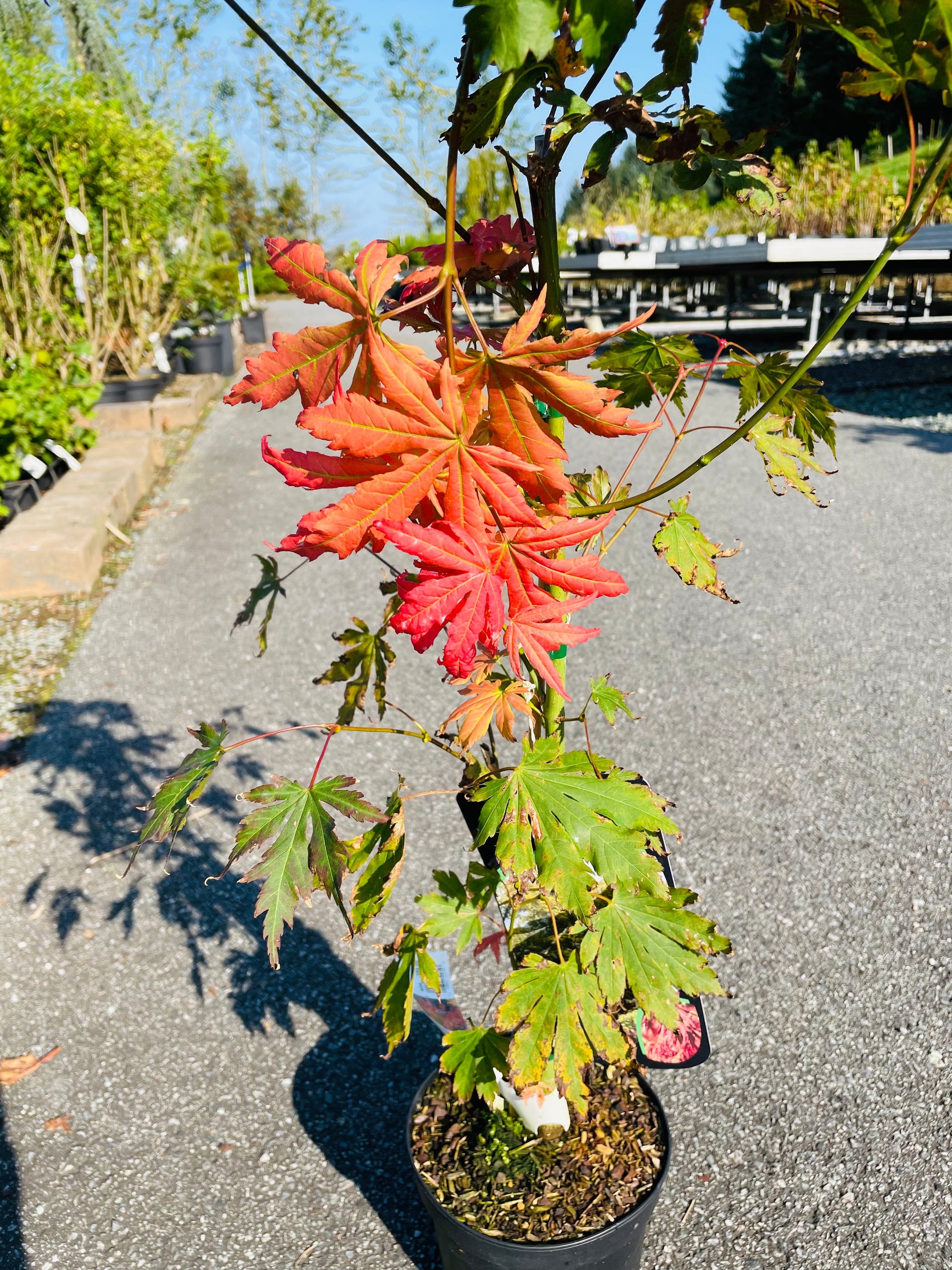 Bilde av Acer pseud. 'North Wind'-Spanne Plantesalg