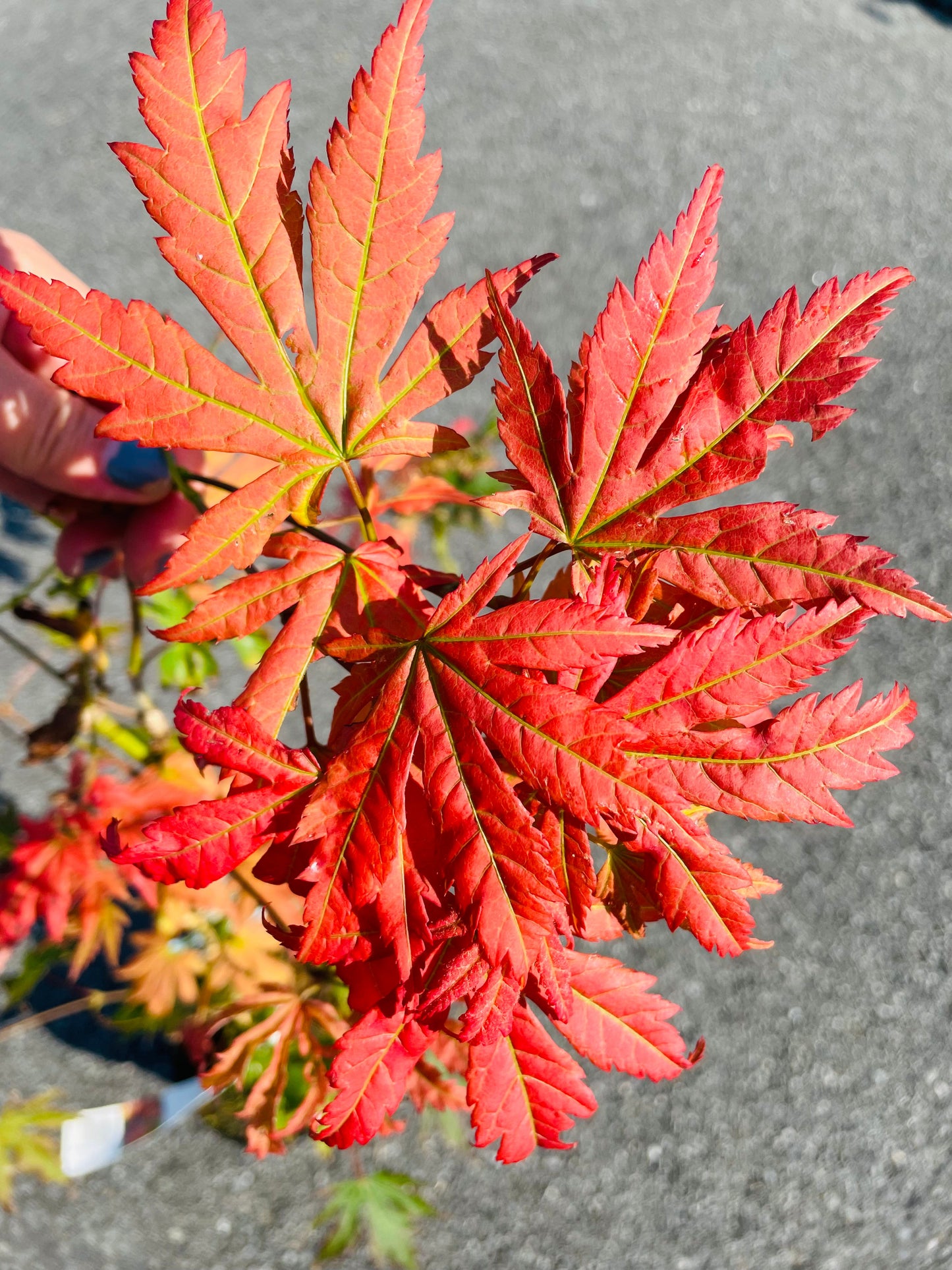 Bilde av Acer pseud. 'North Wind'-Spanne Plantesalg