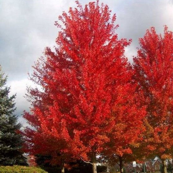 Bilde av Acer rubrum 'October Glory'-Spanne Plantesalg