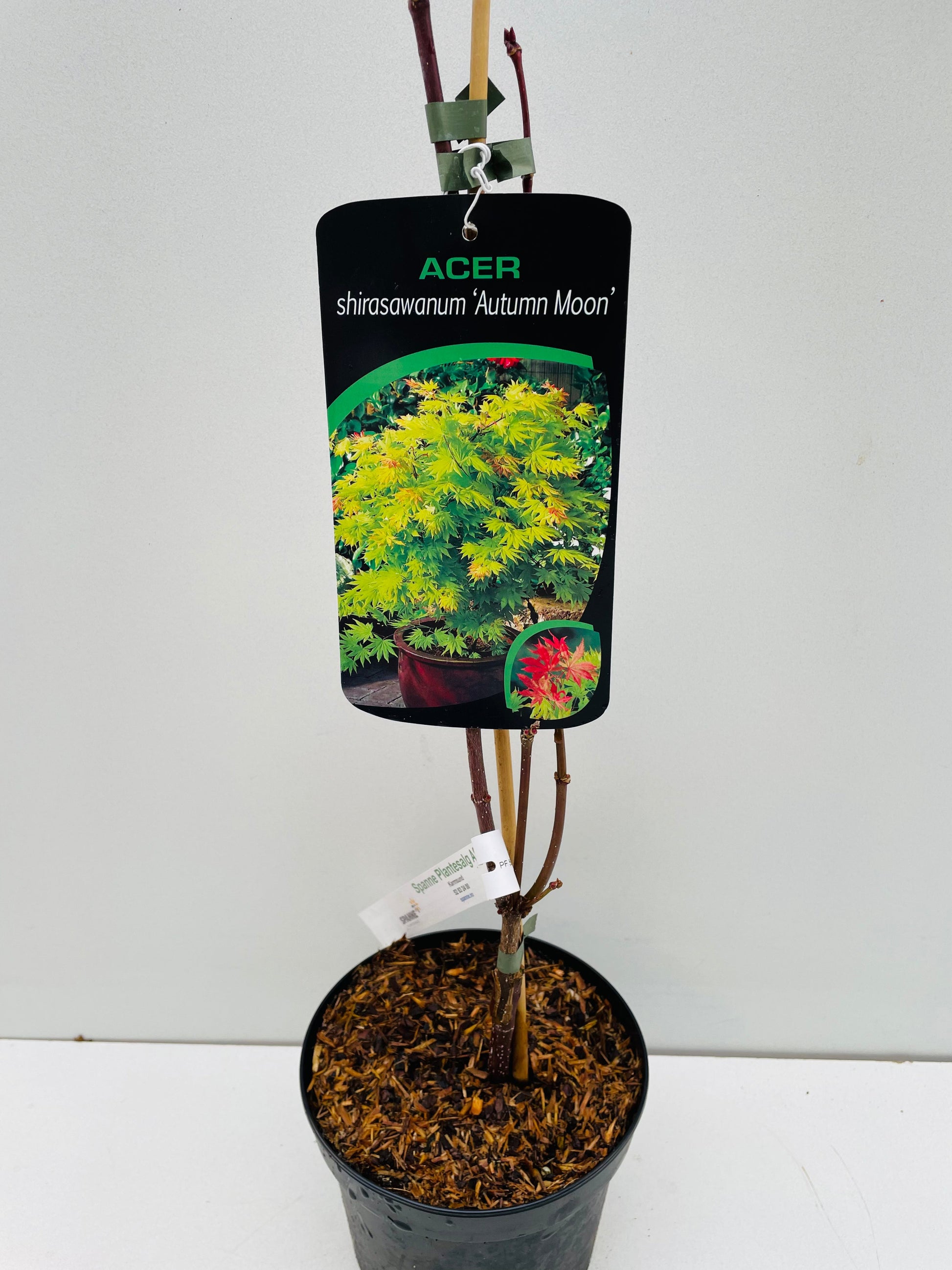 Bilde av Acer shir. 'Autumn Moon'-Spanne Plantesalg