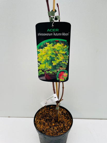 Bilde av Acer shir. 'Autumn Moon'-Spanne Plantesalg