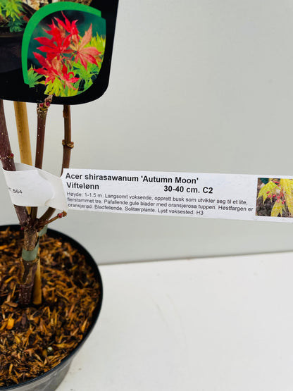 Bilde av Acer shir. 'Autumn Moon'-Spanne Plantesalg