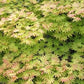 Bilde av Acer shir. 'Autumn Moon'-Spanne Plantesalg