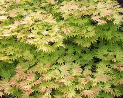 Bilde av Acer shir. 'Autumn Moon'-Spanne Plantesalg