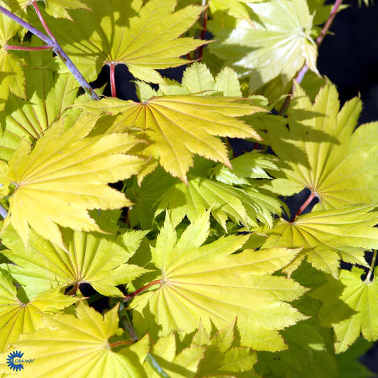 Bilde av Acer shirasawanum 'Aureum'-Spanne Plantesalg