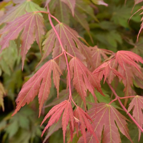 Bilde av Acer x pseudosieboldianum 'North Wind'®-Spanne Plantesalg