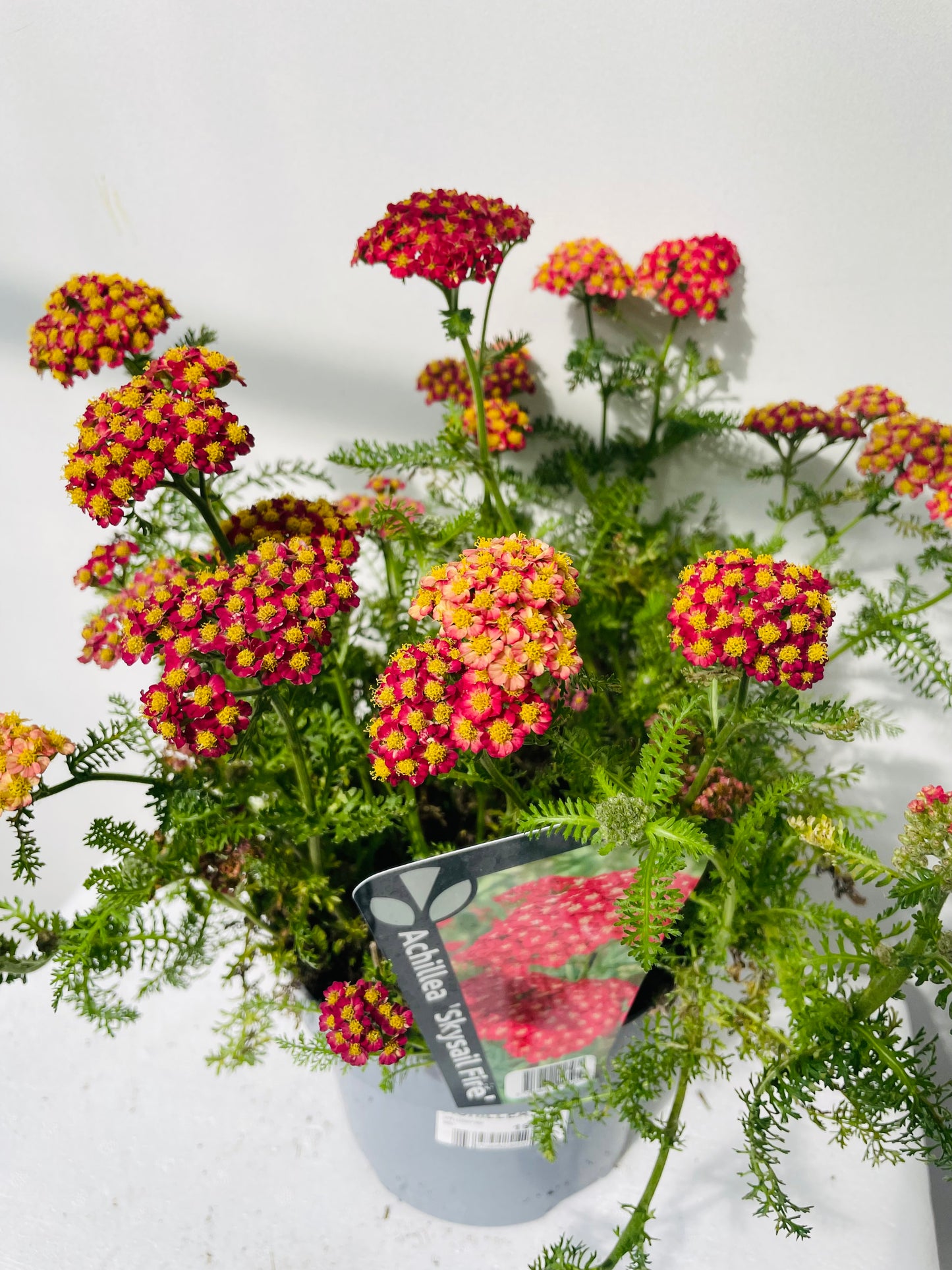 ACHILLEA