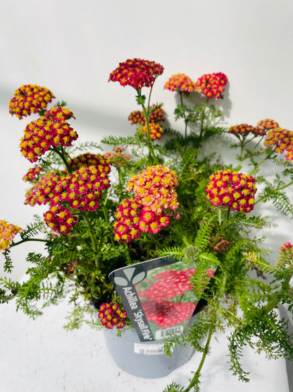 ACHILLEA