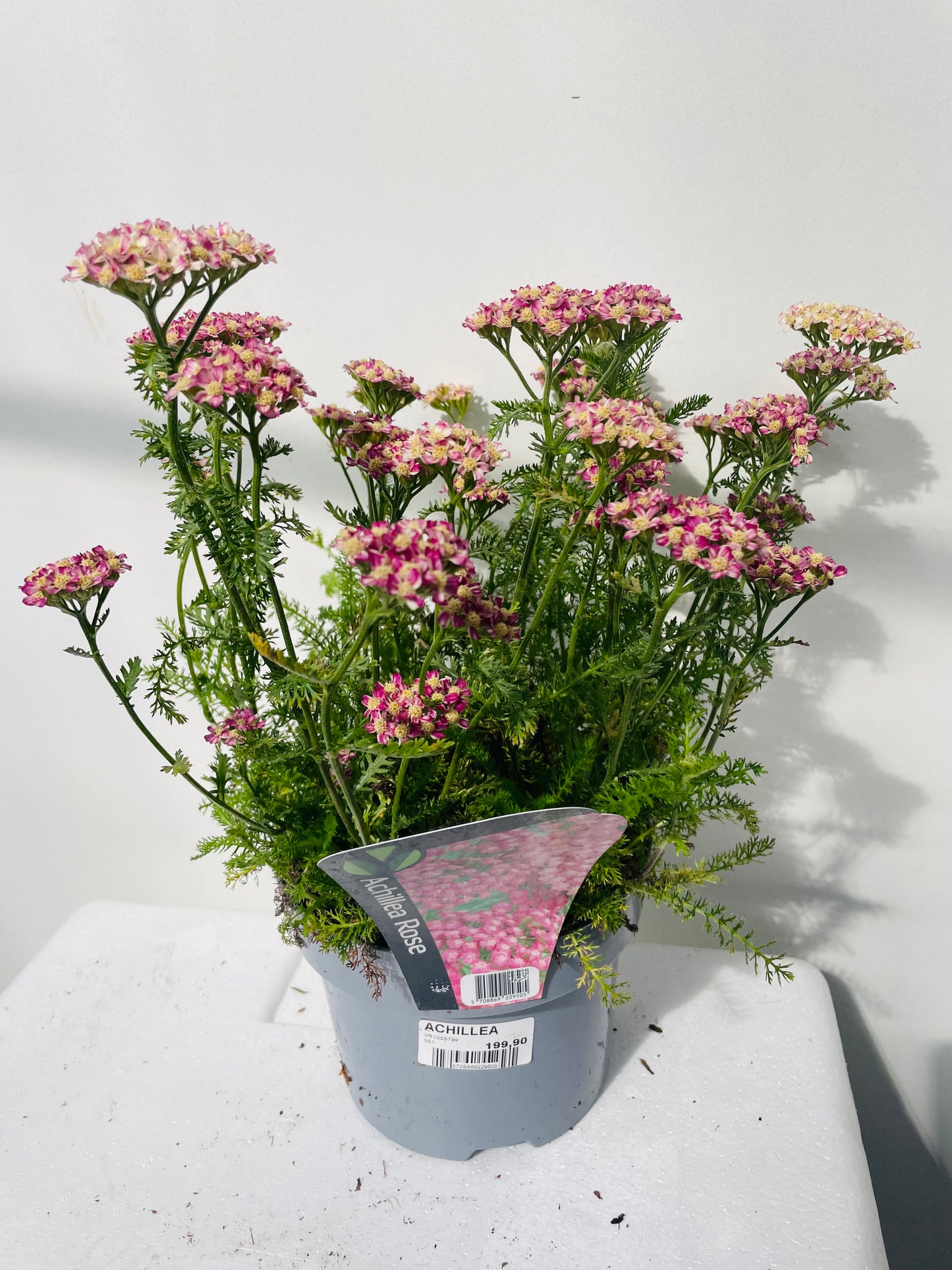 ACHILLEA