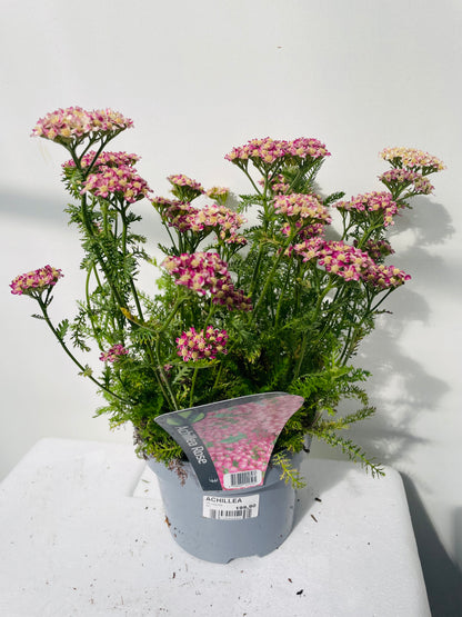 ACHILLEA