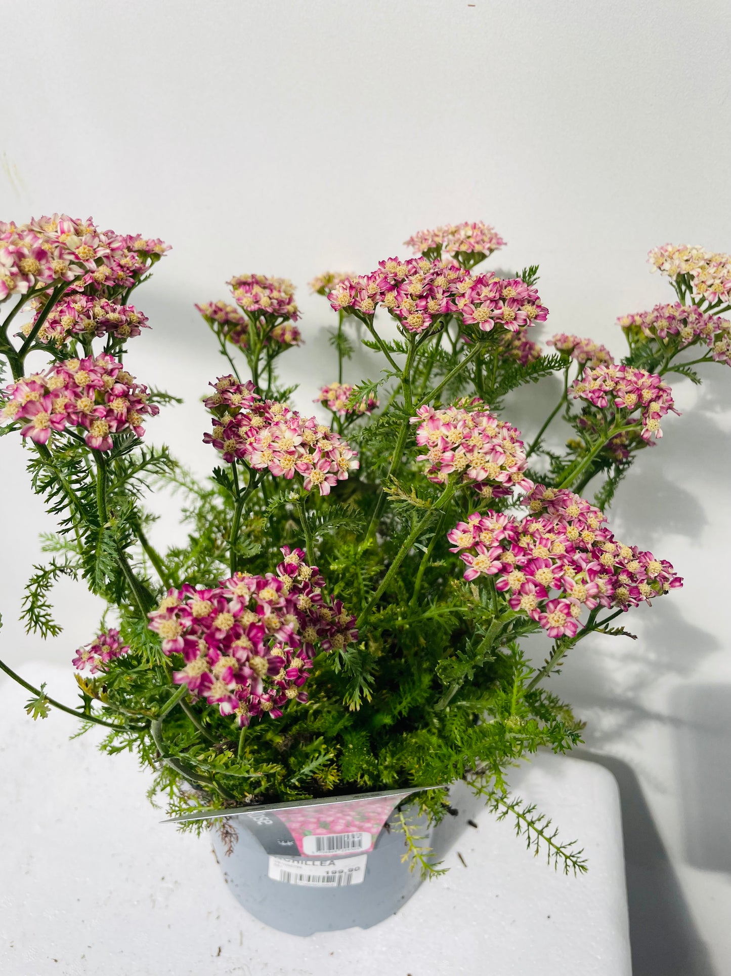 ACHILLEA