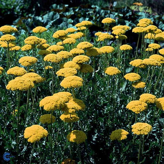 Bilde av Achillea fil. 'Parker's Variety'-Spanne Plantesalg