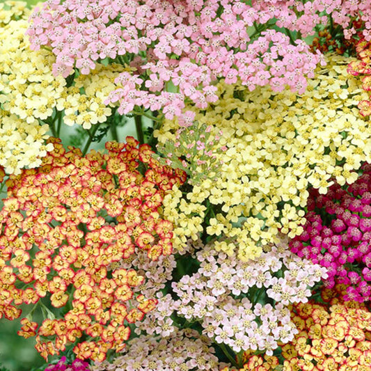 Bilde av Achillea m. Summer Pastels Mix-Spanne Plantesalg